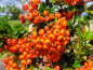Preview: Feuerdorn Orange Glow Pyracantha